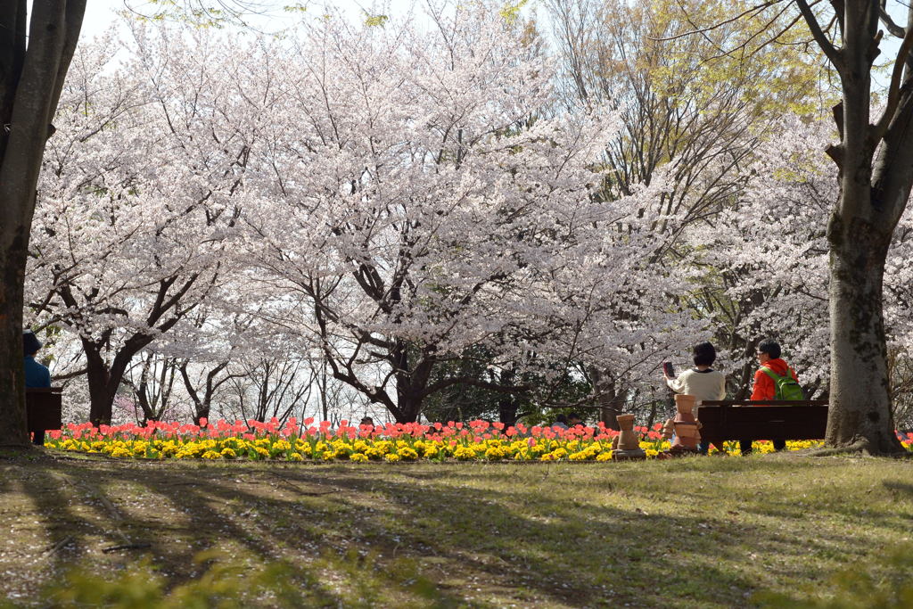 お花見-1