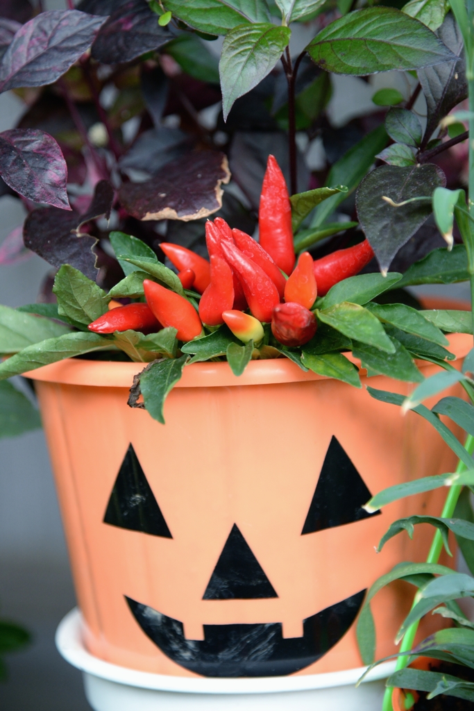 一寸可笑しなー1