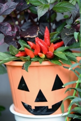 一寸可笑しなー1