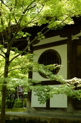 新緑の永観堂（京都）－5