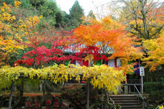  紅葉の 教徒 ー2