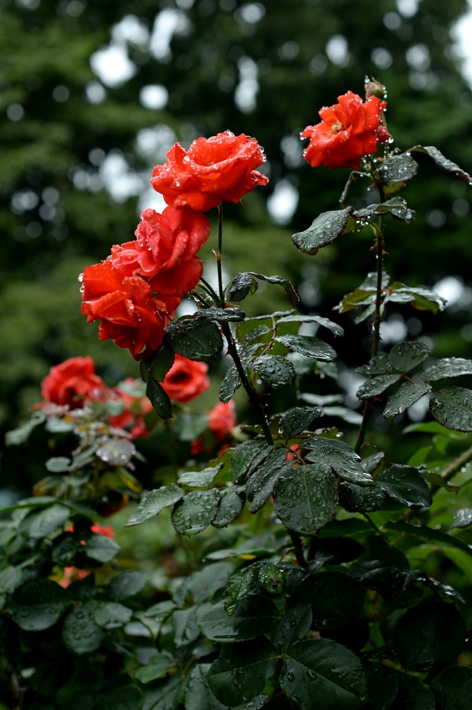 季節の贈り物ー3