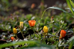 雨上がりの朝ー５