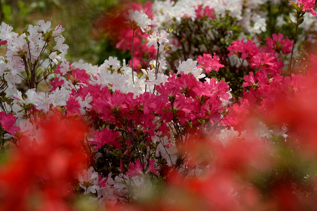 紅い花から　－2