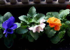 花も葉も皆 元気 ―2