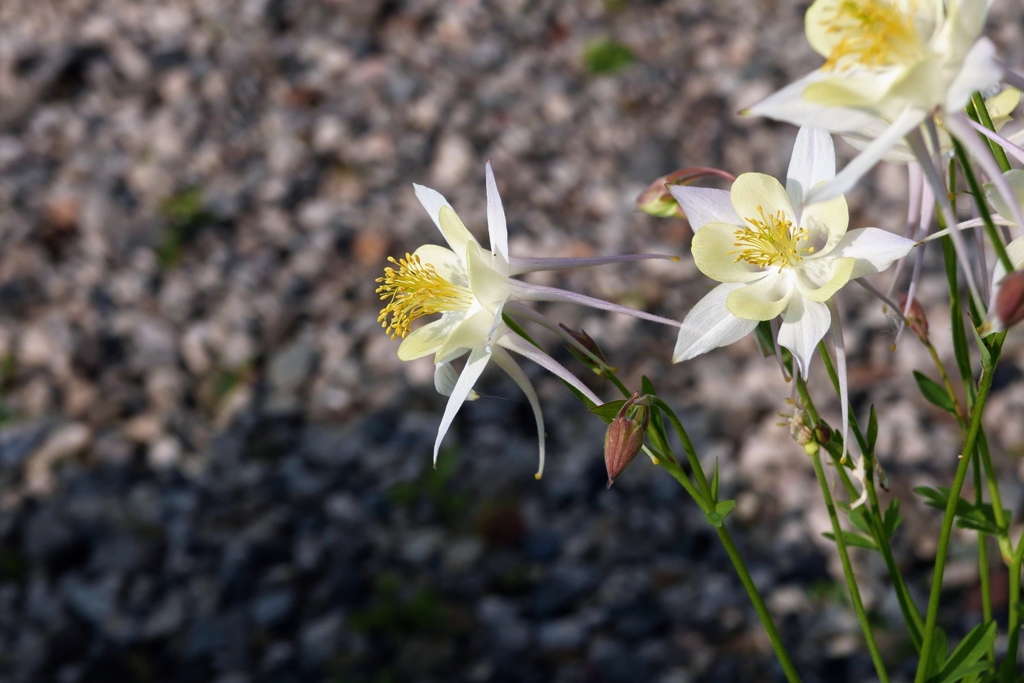今頃の花　－3