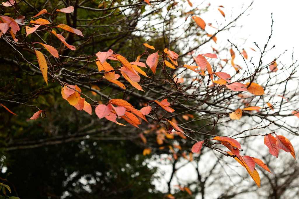 季節は冬に-１