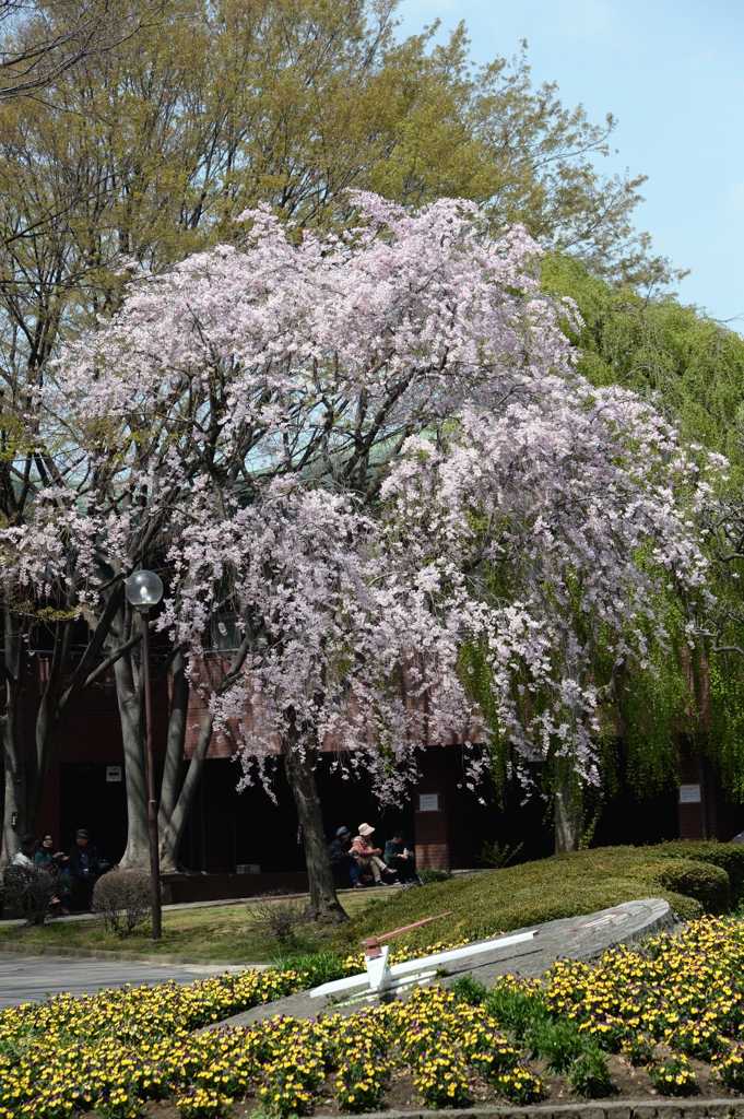 今年のさくらー４