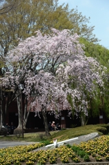 今年のさくらー４