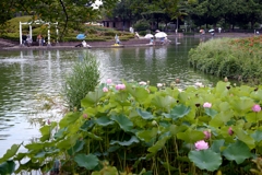 見沼さぎ山公園と夕景ー1