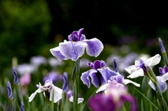 染谷花しょうぶー７