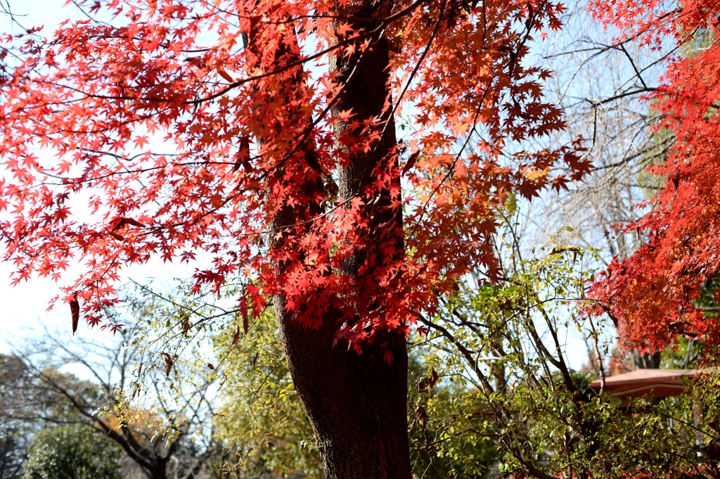 晩秋の思い出ーＢ
