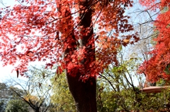 晩秋の思い出ーＢ