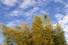  春の 松 竹 と 空 ―2