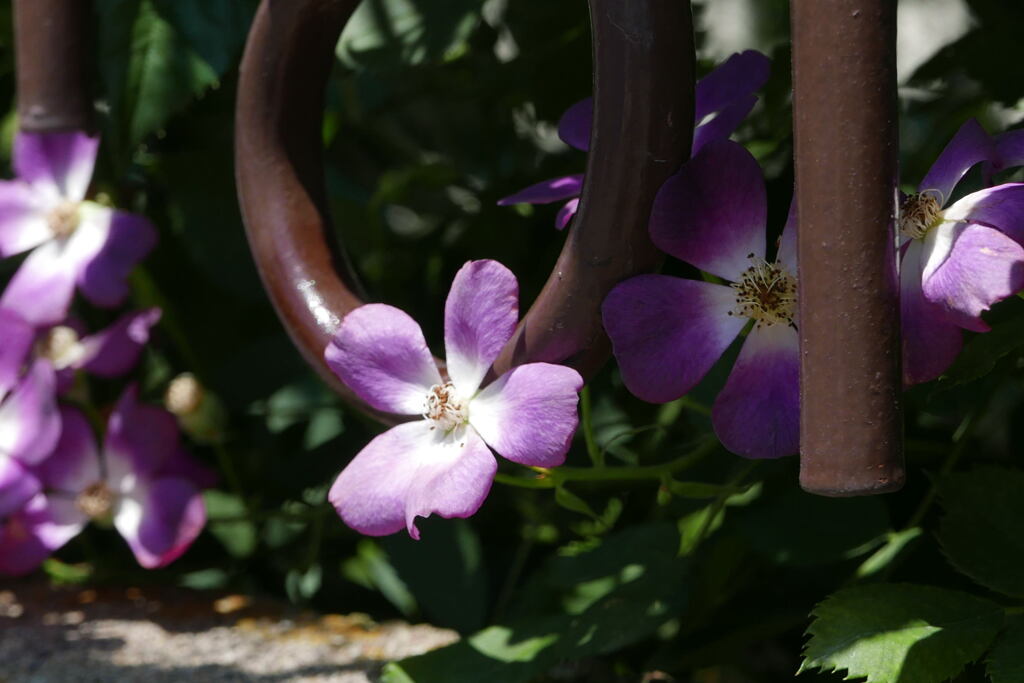  散歩中に出会った 花 ―1