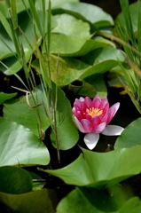 六月の終わりにー2