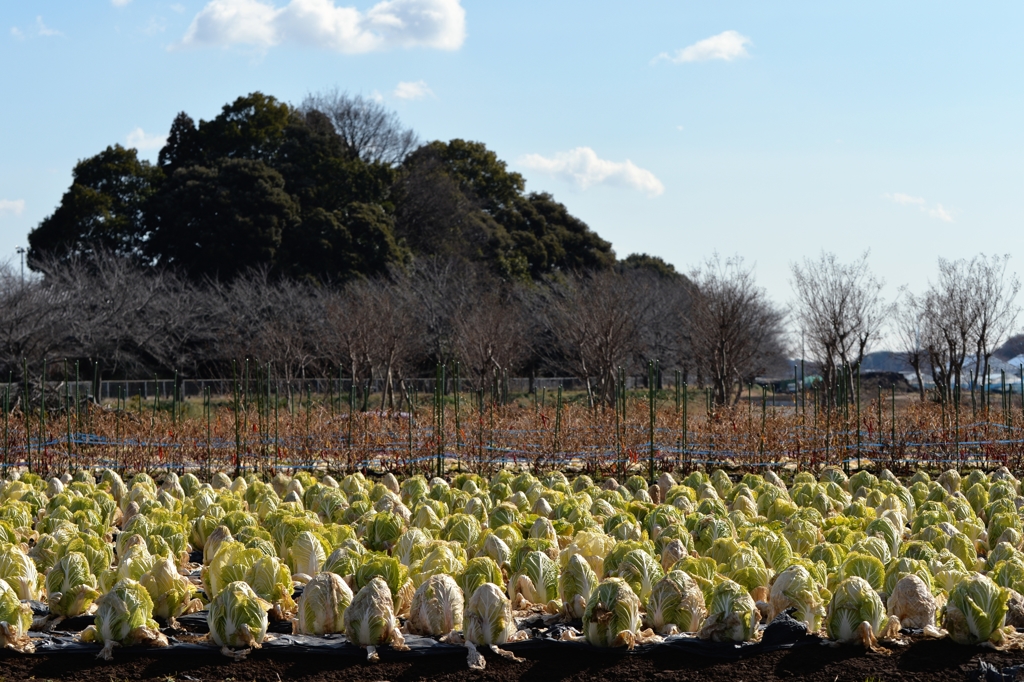 冬の晴れ間にー１