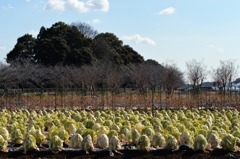 冬の晴れ間にー１