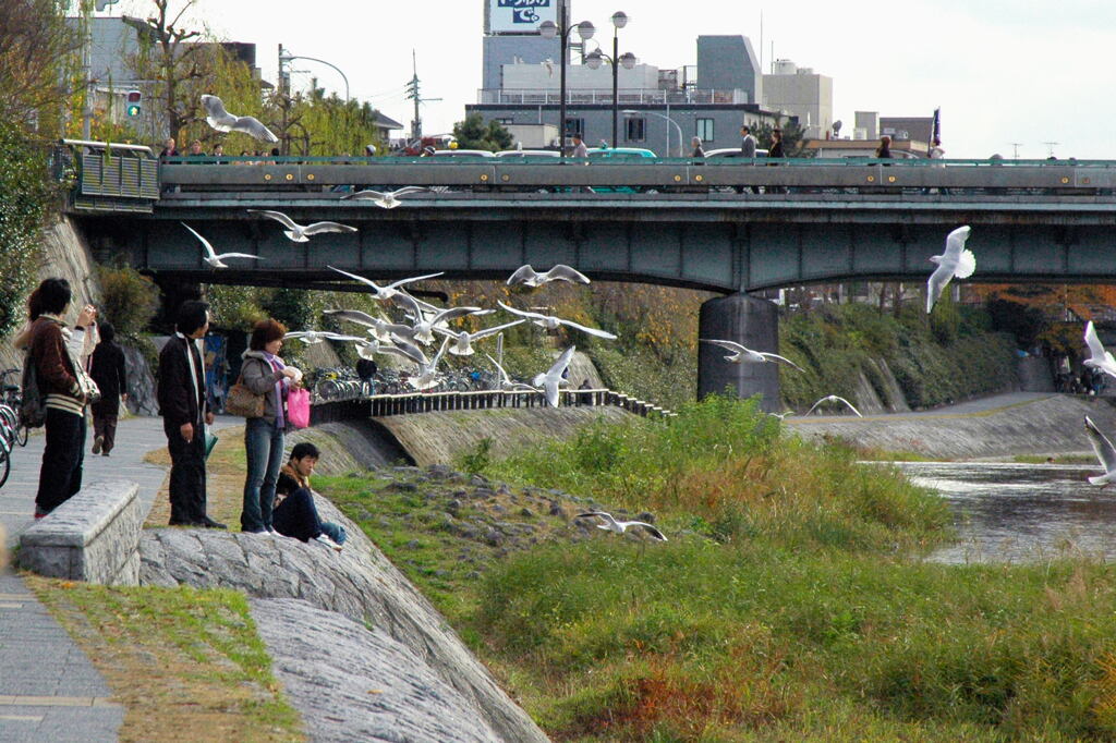 京都 鴨川にて ―1