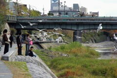 京都 鴨川にて ―1