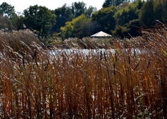 見沼自然公園ー1