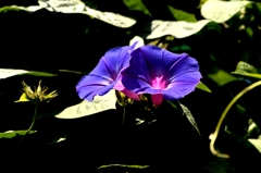 今、盛んにー３