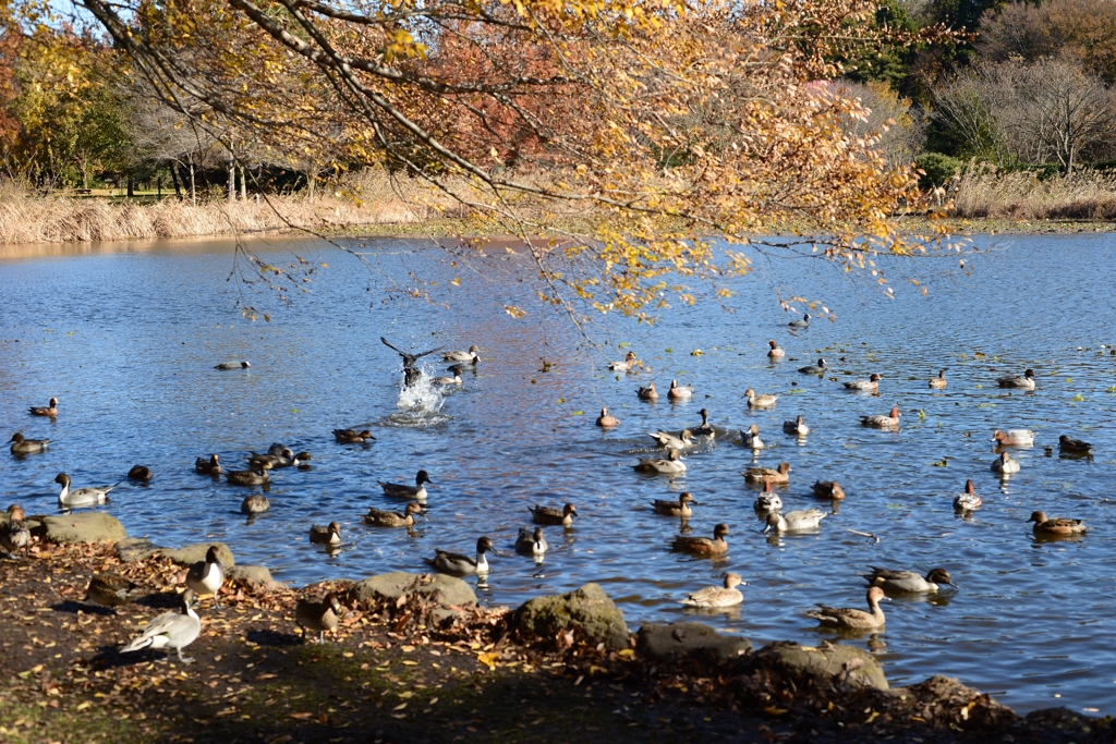 冬を一緒に　見沼の池でー2