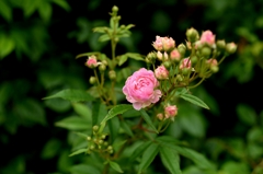 季節の楽しみー1