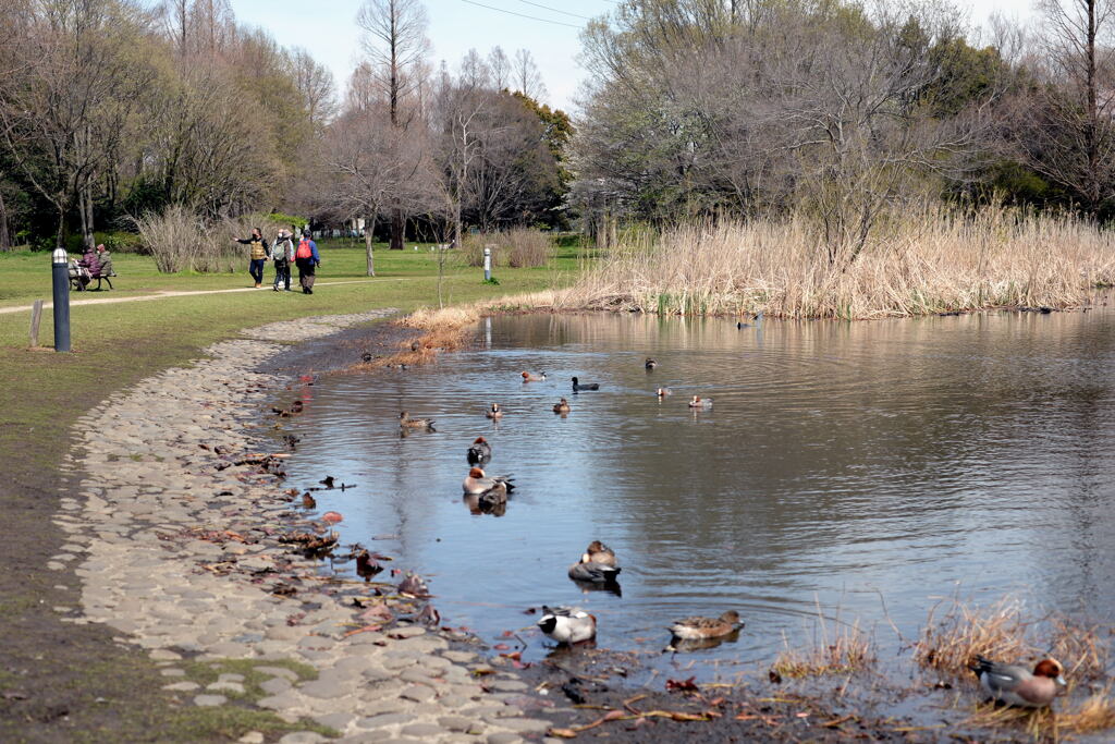 見沼自然公園—1
