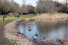 見沼自然公園—1