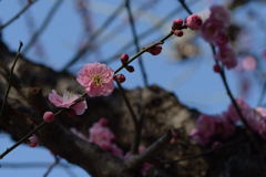 春を告げるー1
