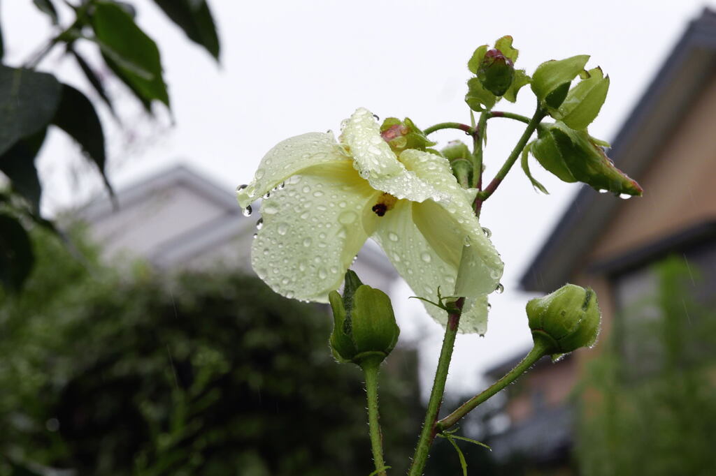 秋雨前線 —1