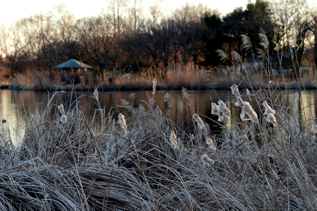 日暮れ 近づくー2