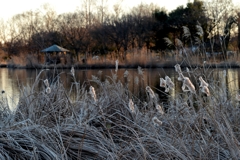 日暮れ 近づくー2