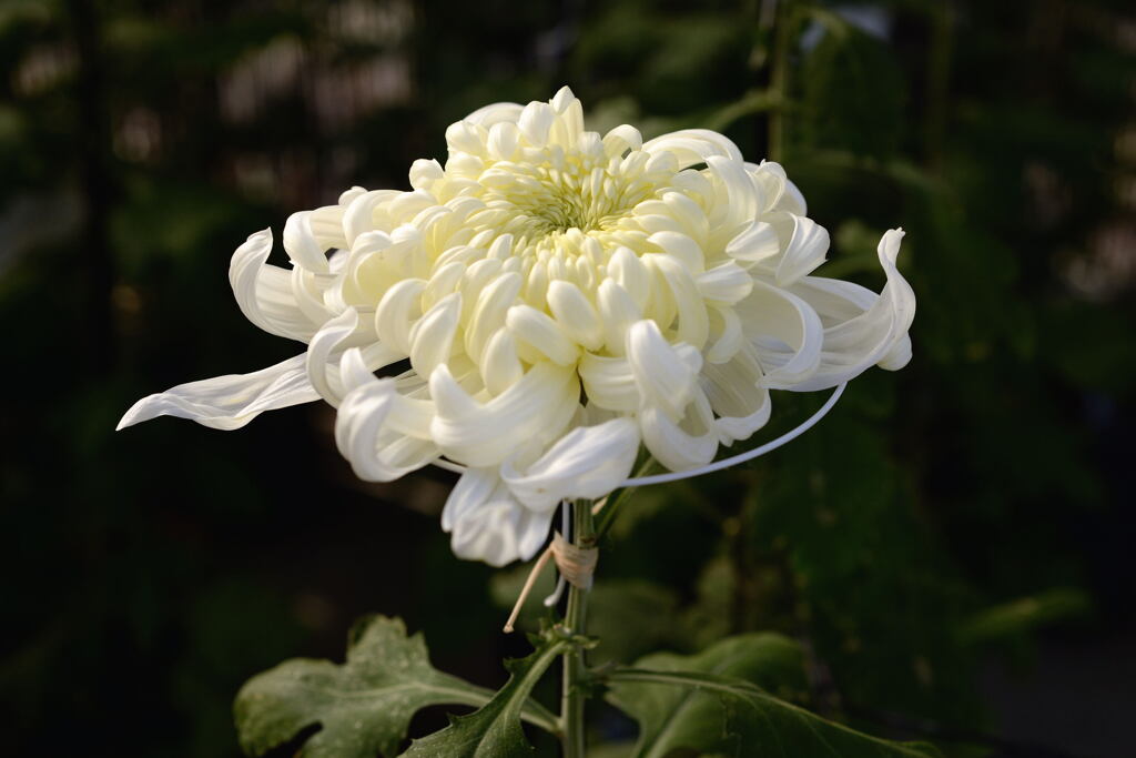 菊花展