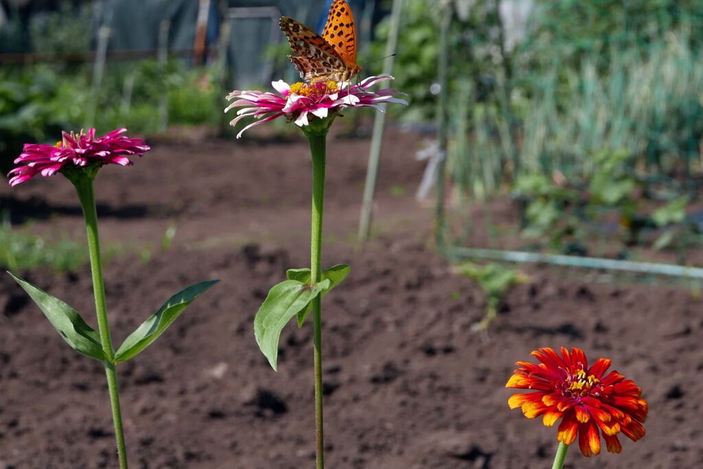 畑を明るく ―1