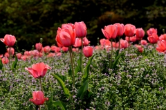 咲いた咲いたー3