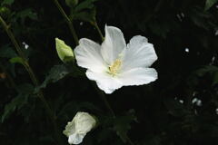 私は白です —1