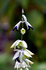 デスカラー セージ（薬）