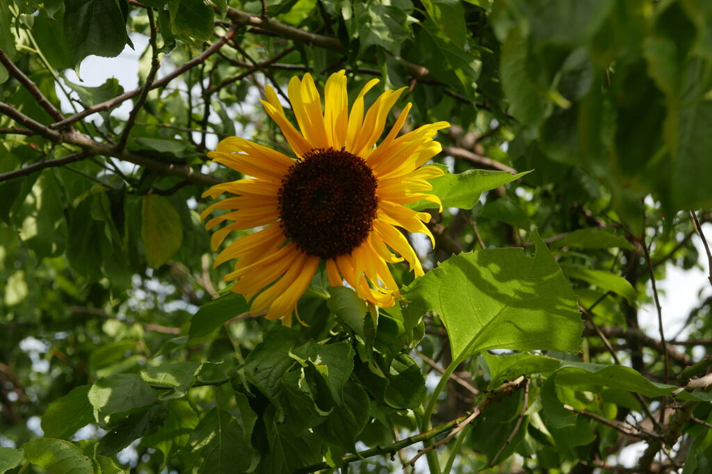 私の夏です―2