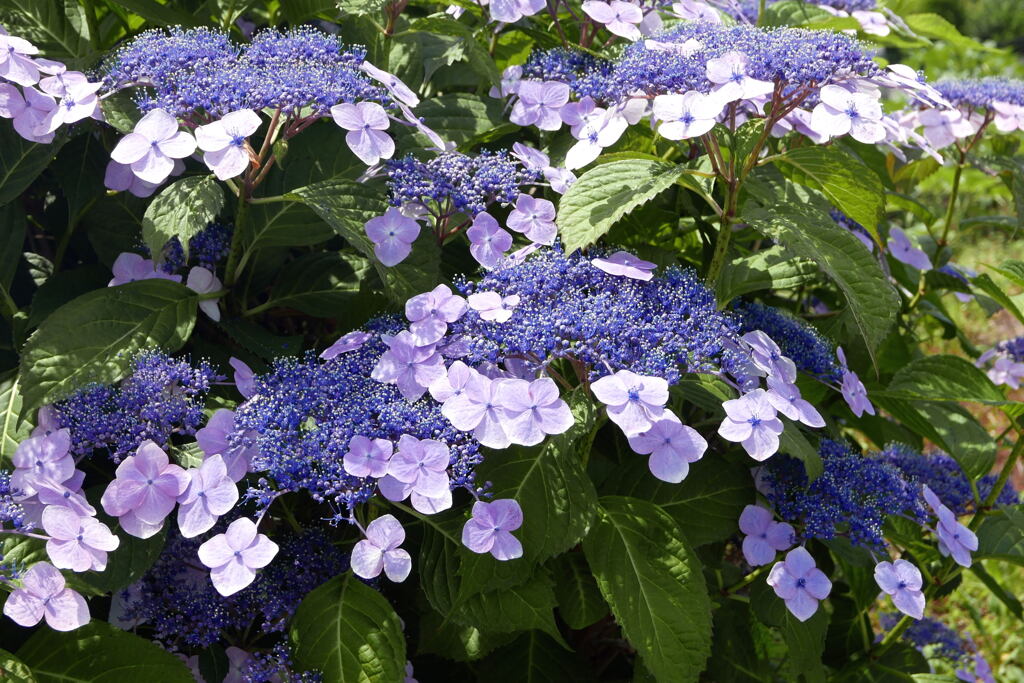 季節の 紫陽花 ―2