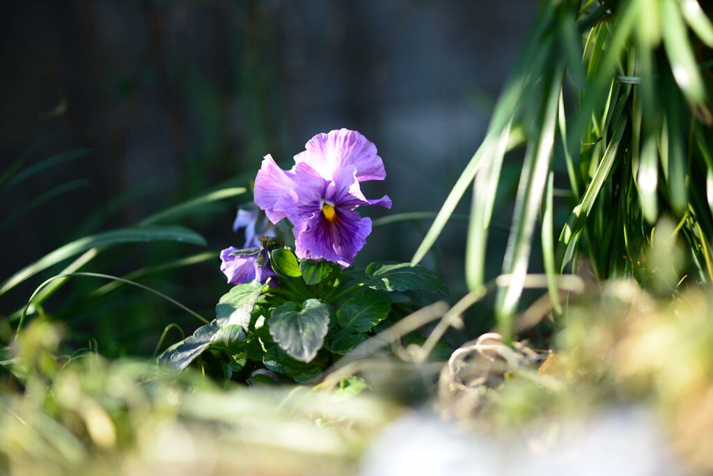 冬の小さな花－１