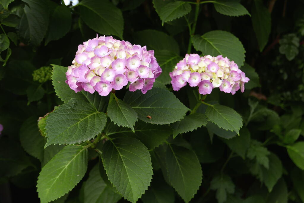  紫陽花の季節 ―2