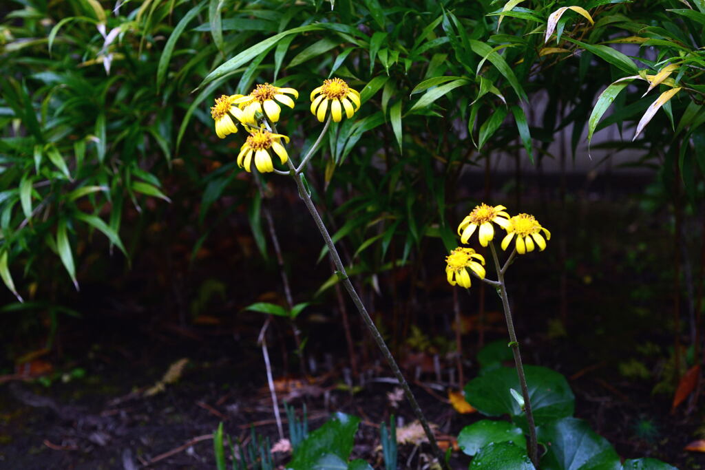 11月に出会った花―1