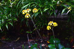 11月に出会った花―1