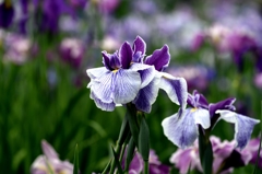 染谷の花菖蒲ー1