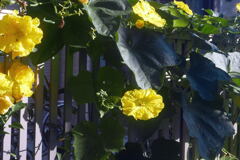ご近所の花 ―1