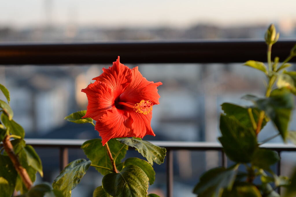 ベランダ の 花 ―2