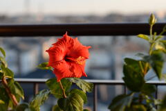 ベランダ の 花 ―2
