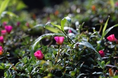 雨上がりの朝ー3